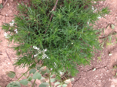 Teucrium laciniatum