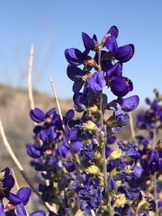 Psorothamnus arborescens