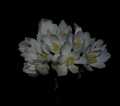 Allium roseum odoratissimum