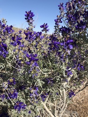 Psorothamnus arborescens