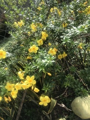 Allamanda cathartica
