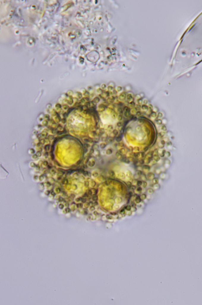 Chrysostephanosphaera