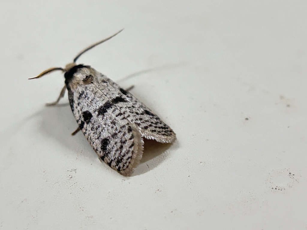 Bagworms, Clothes Moths, and Allies from Neyyar Wildlife Sanctuary ...