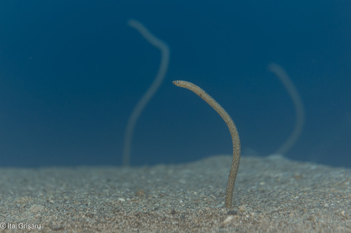 Garden Eel