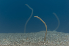 Garden Eel