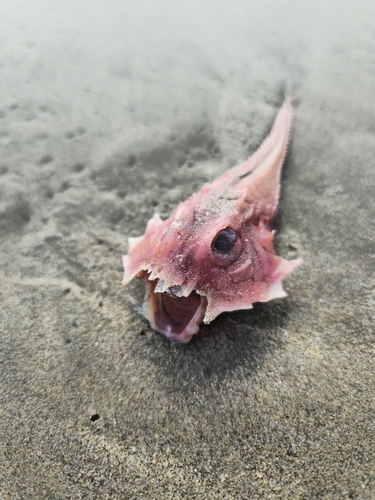 Barbed armoured gurnard (Peristedion barbiger) — Peristediidae — 5
