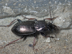Pterostichus oblongopunctatus