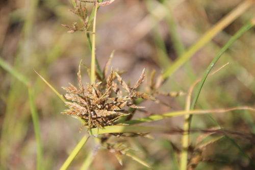 Image of Cyperus macrostachyos by no rights reserved