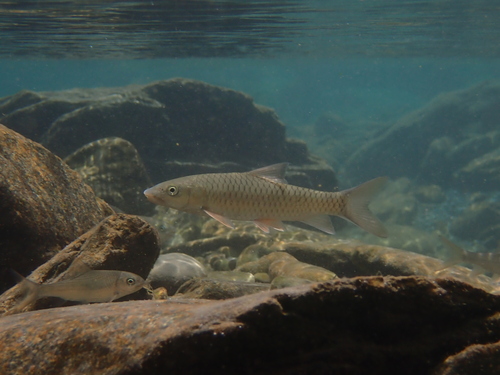 Spinibarbus hollandi Oshima, 1919