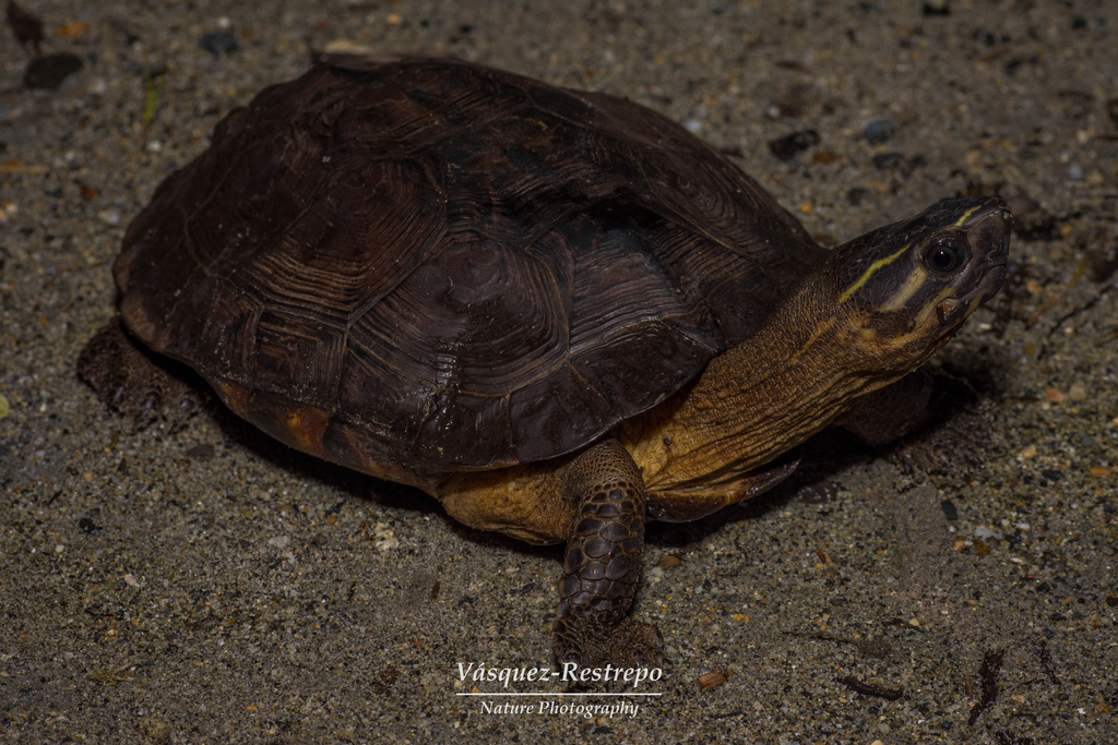 Large-nosed Wood Turtle (Rhinoclemmys nasuta) · iNaturalist