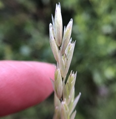 Melica californica