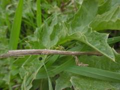 Micrommata