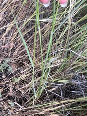 Melica californica