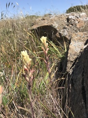 Castilleja affinis neglecta