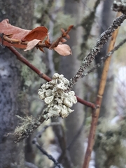 Ramalina obtusata