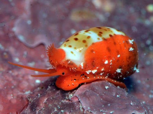 Cypraea lutea observed 2015-03-15