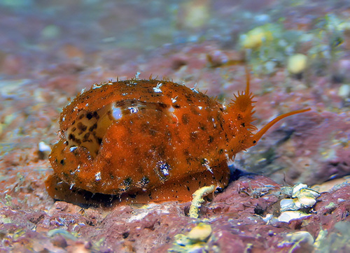 Cypraea lutea observed 2016-01-25