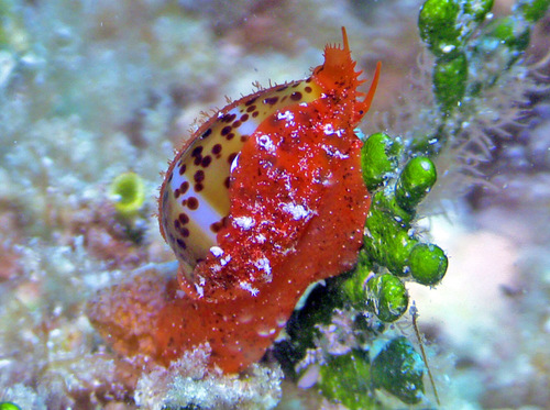 Cypraea lutea observed 2016-07-24