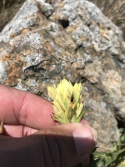 Castilleja affinis neglecta