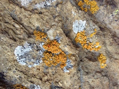 Polycauliona bolacina