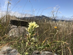 Castilleja affinis neglecta