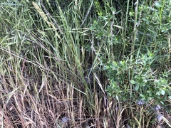 Melica californica