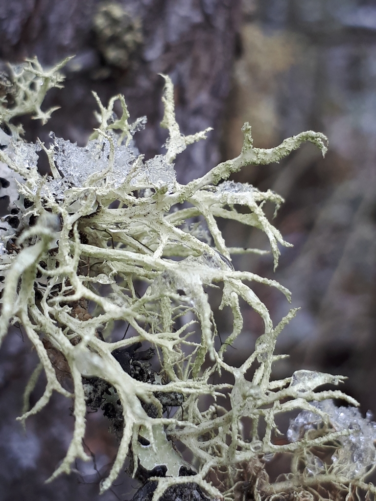 Boreal Oakmoss
