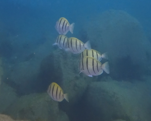 Acanthurus