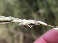 Melica californica
