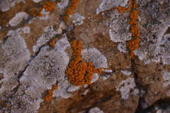 Polycauliona bolacina
