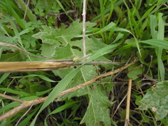 Micrommata