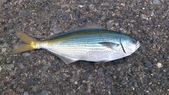 Takabe photo 3