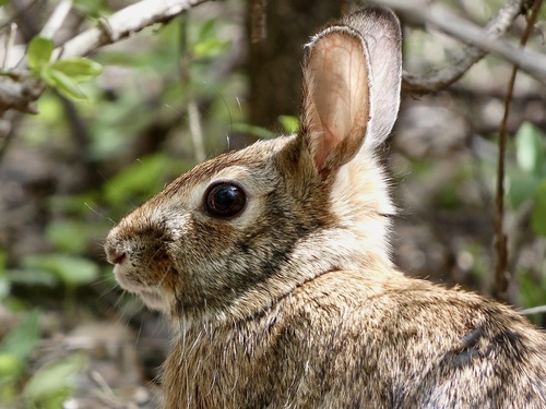 Eastern Cottontail photographed in Connecticut