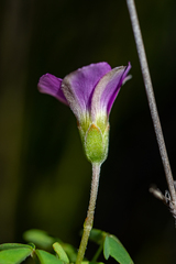 Oxalis bifida
