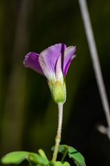 Oxalis bifida