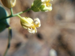 Streptanthus diversifolius