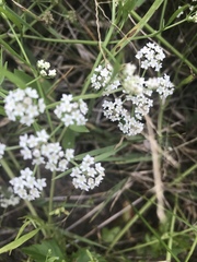 Limnosciadium pumilum