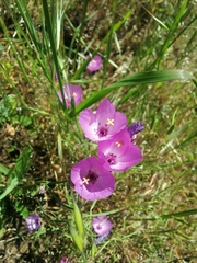 Clarkia arcuata