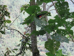 Hypopyrrhus pyrohypogaster