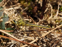 Gomphus pulchellus