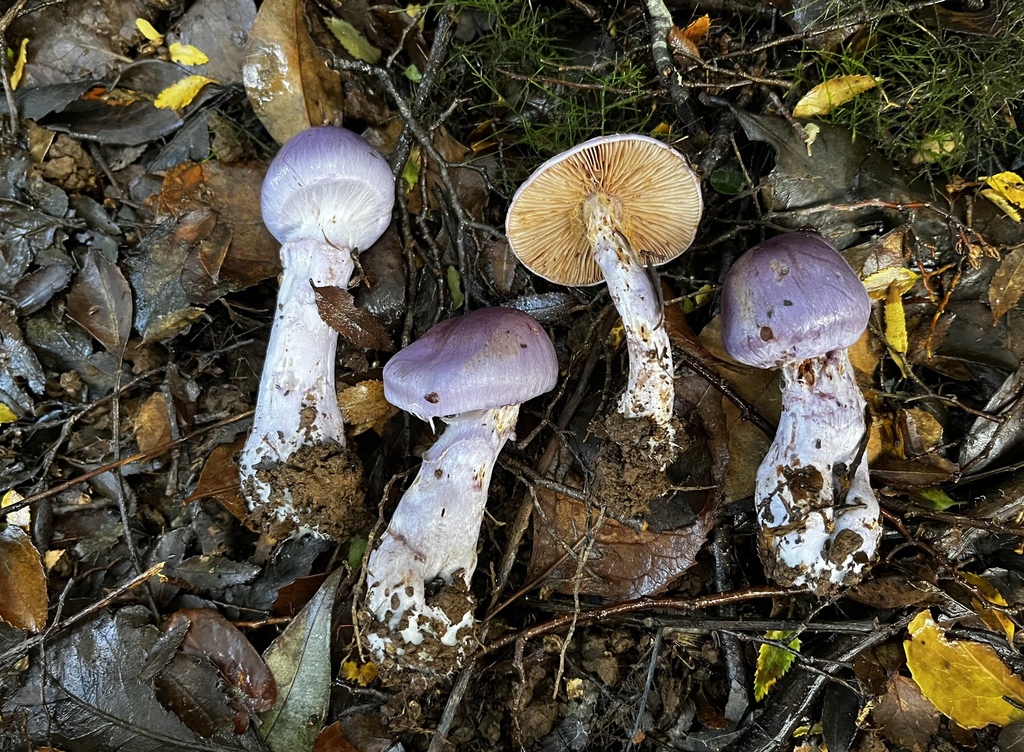 Cortinarius contulmensis · May 2024 · photo: © sur_endemico (iNaturalist, cc-by-nc)
