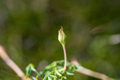 Oxalis bifida