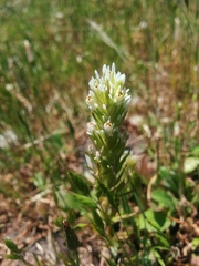 Castilleja attenuata
