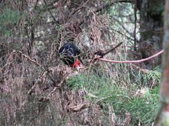 Hypopyrrhus pyrohypogaster