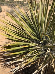 Yucca utahensis