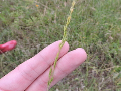 Limnodea arkansana