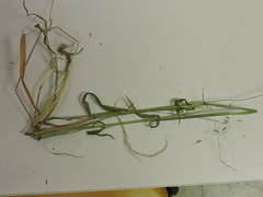 Limnodea arkansana
