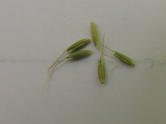 Limnodea arkansana