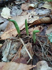 Cypripedium acaule