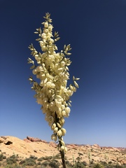 Yucca utahensis